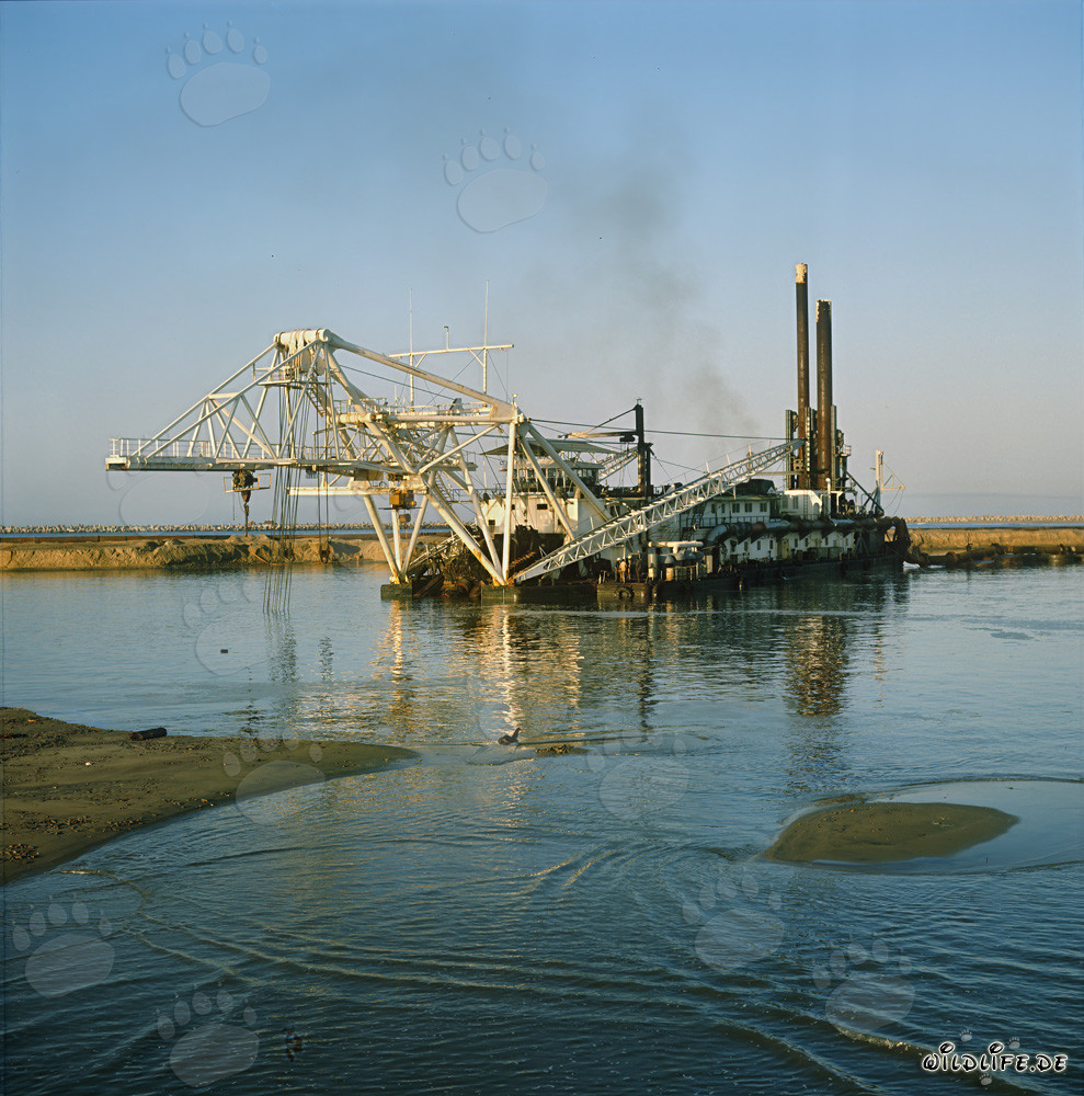 Drague suceuse à tête de coupe impressionnante Beverwijk 31 dans le port de Richards Bay