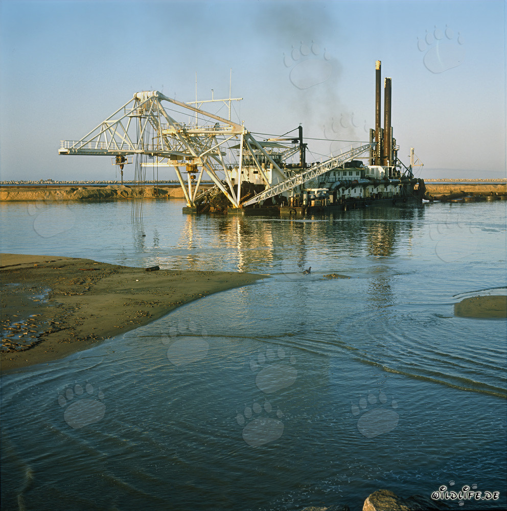 Majestätischer Schneidkopfspuelbagger Beverwijk 31 in Richards Bay Hafen