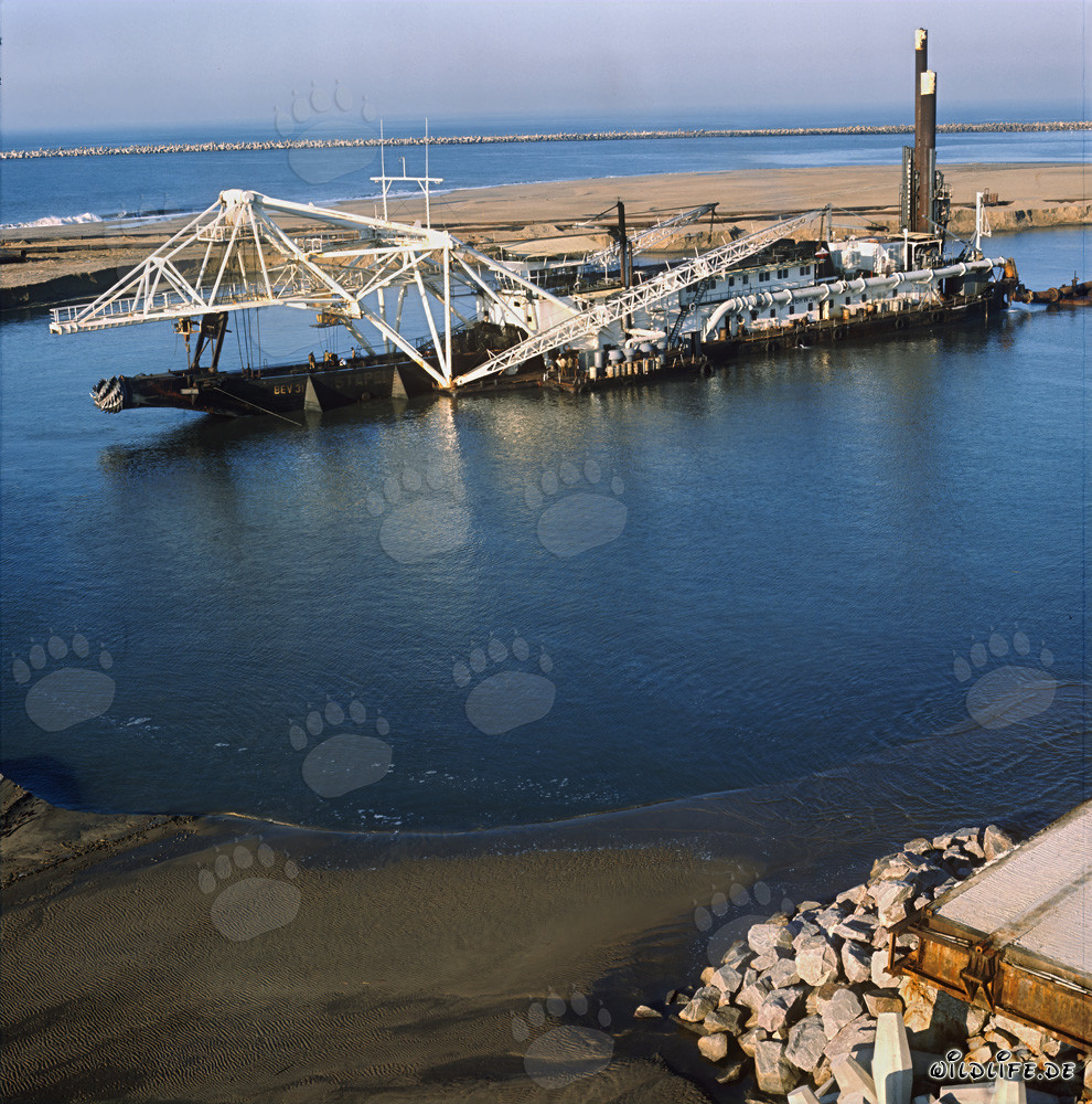 Construcción del puerto de Richards Bay: Dragas de succión de cabeza cortadora Beverwijk 31