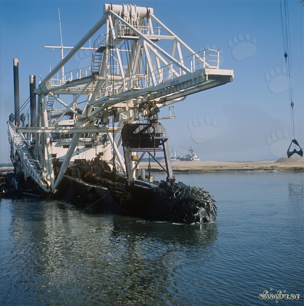 Pelle suceuse à tête de coupe lors de travaux de dragage humide au port de Richards Bay