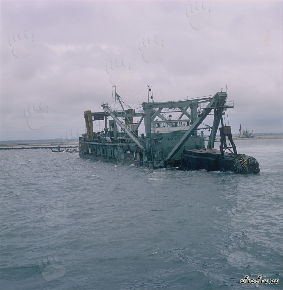 Schneidkopf des Schneidkopfspülbaggers Tramontane in Aktion