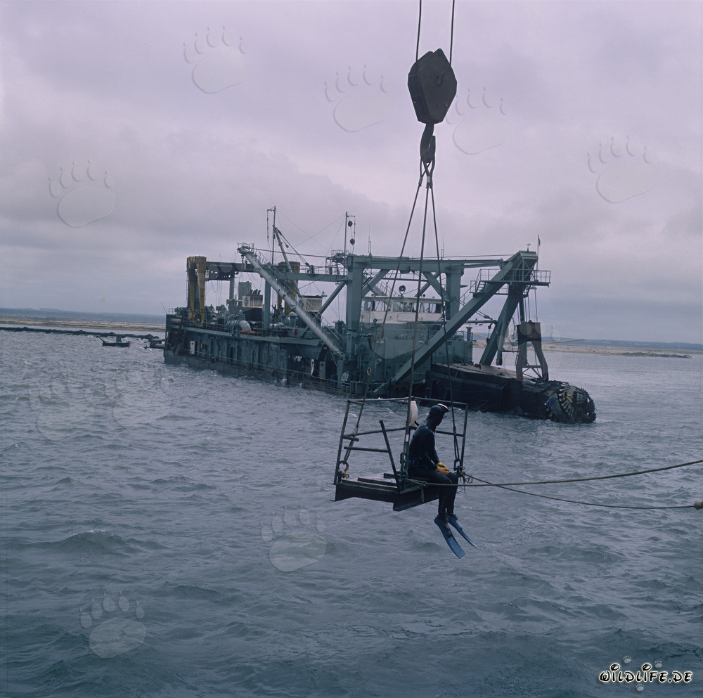 Spectacular diving operation at the Cutter Suction Dredger Tramontane in Richards Bay