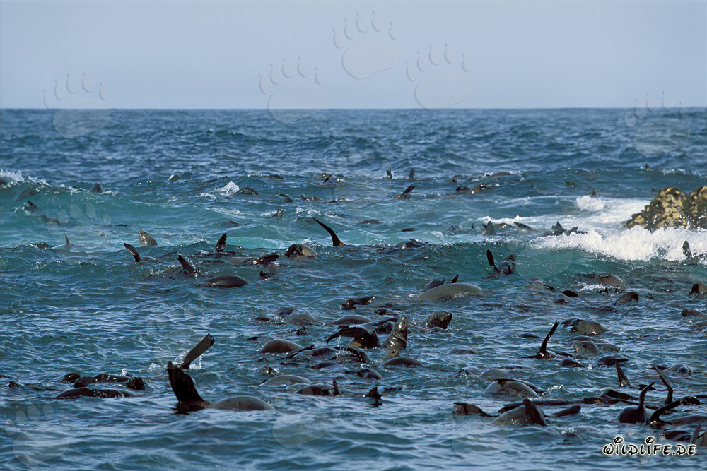 Focas de piel sudafricanas en la marejada