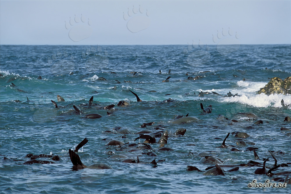 Phoques à fourrure sud-africains dans la houle