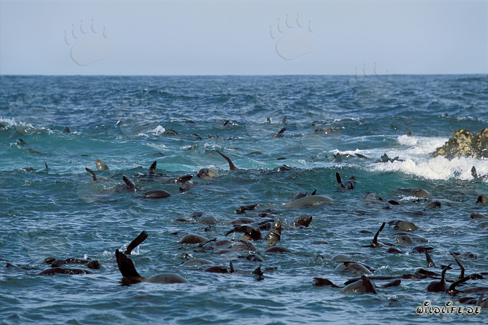 South African Fur Seals in the Surf