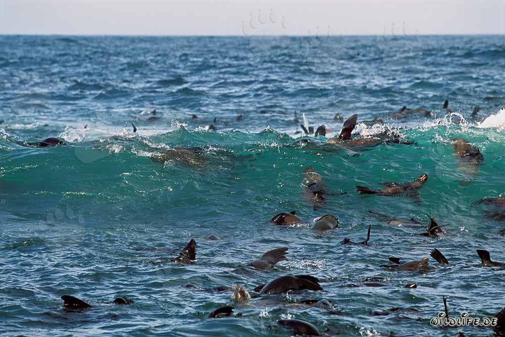 Focas di pelliccia sudafricane nelle onde