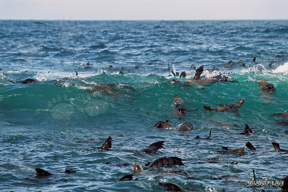 Otaries à fourrure d'Afrique du Sud dans la houle