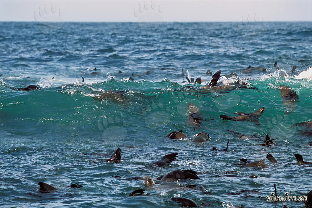 South African Fur Seals in the Surf