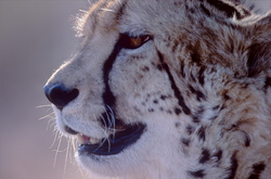 Guépard Royal